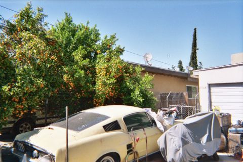 1968 Ford Mustang - A yellow coupe sits in a yard with orange trees and a garage in the background.