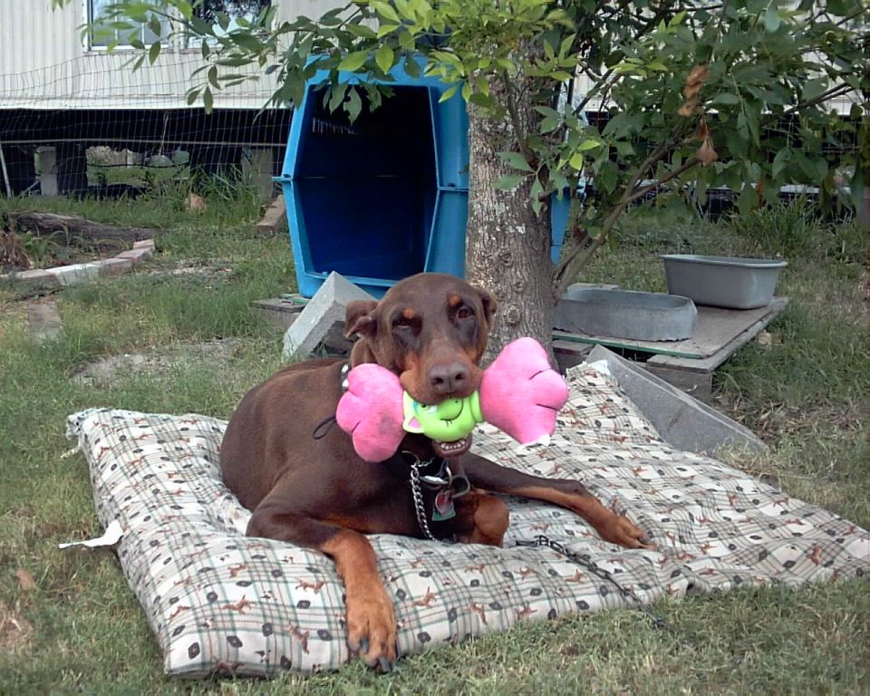Doberman lying on a plaid dog bed outdoors, holding a pink plush bone toy in its mouth