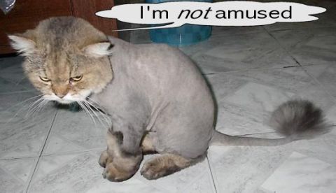 1968 Ford Mustang - This cat, sporting a lion-like haircut, seems unimpressed with its grooming.