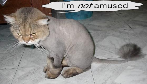 Cat with a lion cut, looking displeased