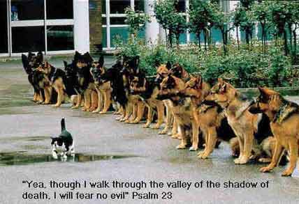 1968 Ford Mustang - A humorous photo of a small black-and-white cat walking calmly past two long rows of seated German Shepherd dogs on a paved courtyard, with…