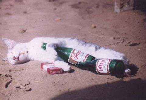 1968 Ford Mustang - A cat appears to be passed out on the sand, surrounded by beer bottles and a pack of cigarettes.