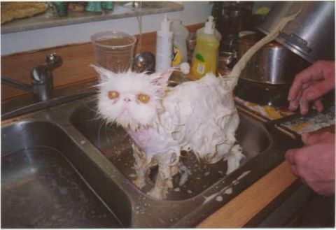 1968 Ford Mustang - A soaking-wet white Persian cat covered in soap suds stands in a kitchen sink mid-bath, glaring at the camera while a person reaches in fro…