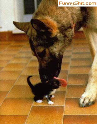 1968 Ford Mustang - A large dog gently licks a small kitten, showing an unlikely friendship.