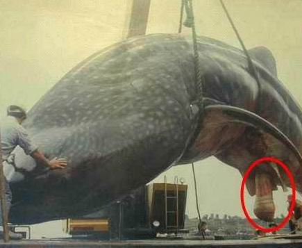 1968 Ford Mustang - Joke image of an enormous whale shark hoisted by cable on a dock, with a red circle drawn on part of the animal and a man standing alongsid…
