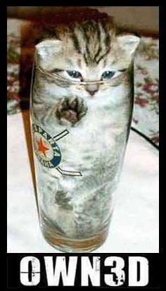 1968 Ford Mustang - Internet meme image of a blue-eyed tabby kitten sitting inside a tall drinking glass with a hockey-themed logo, captioned "OWN3D" in white…