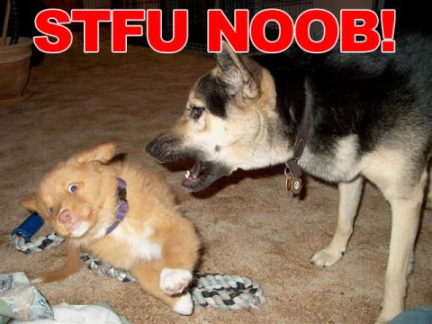 1968 Ford Mustang - A large dog appears to be scolding a startled puppy, with the words "STFU NOOB!" emblazoned across the top of the image.