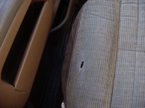 1989 Ford Bronco - Close-up of a damaged car seat interior, with a visible tear in the fabric.