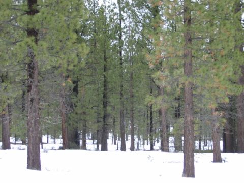 1985 Ford Bronco - A snowy scene in a pine forest.