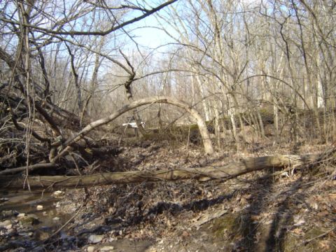 1992 Ford Bronco - A white SUV is seen in a wooded area, partially obscured by fallen trees and branches.