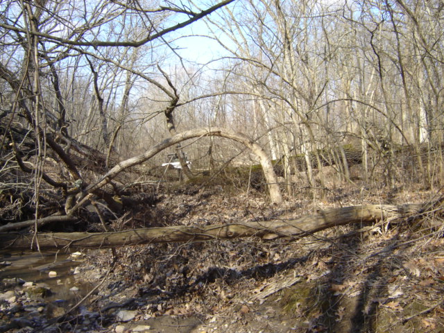 White SUV partially visible in wooded area with fallen trees