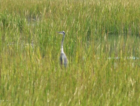 1998 Ford Taurus - A heron stands amidst tall grass and water, with a SUPERMOTORS logo visible.