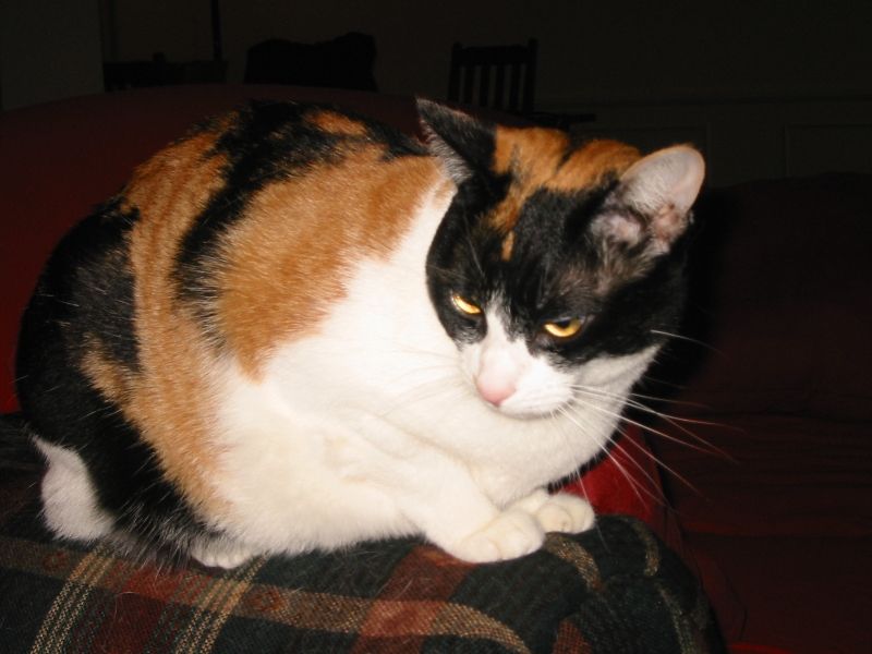 Here's the hat-trick barfer in all her glory.