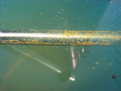 1988 Ford Bronco - A close-up view of a corroded metal pipe submerged in greenish water, with small particles suspended in the liquid.