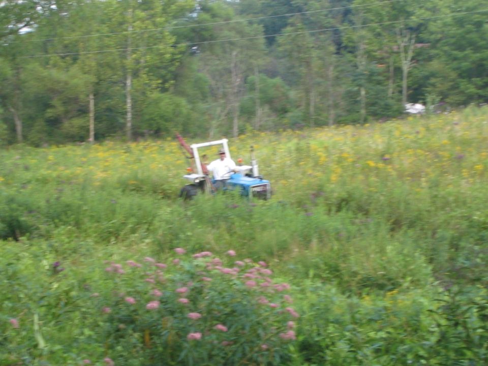 Person driving a small blue Ford tractor through a green field of wildflowers, trees behind