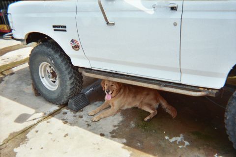 1990 Ford Bronco - golden retriever lies in the shade under the side step of a white lifted Ford truck parked on concrete.