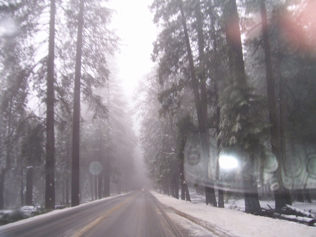 Driving on a snow-covered road through a forest with tall trees