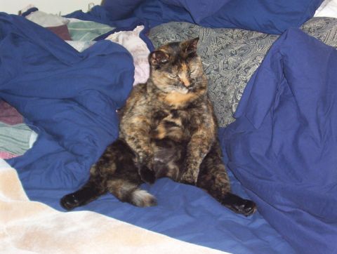 1986 Ford Bronco - A tortoiseshell cat is lounging on a bed covered in blue blankets and other bedding.