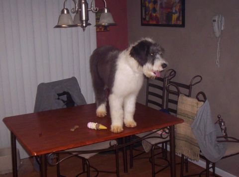 1986 Ford Bronco - A dog is standing on a table, looking to the side. An ice cream cone and a bone are on the table.