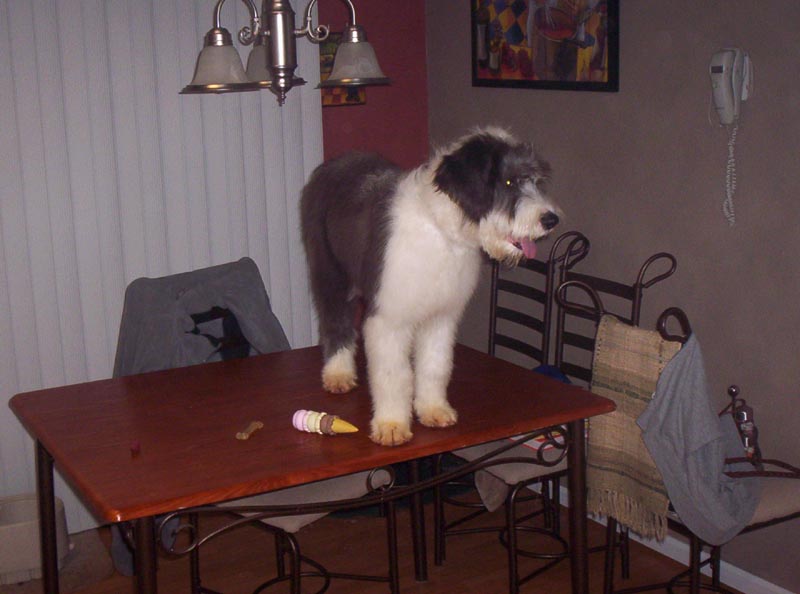 Sheepdog standing on a wooden dining table with an ice cream cone and a bone