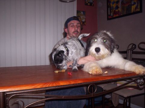1986 Ford Bronco - Man with two dogs on a table, one small and speckled, the other large and shaggy.