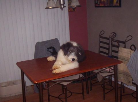 1986 Ford Bronco - A dog rests on a table, with chairs and a wall visible in the background.
