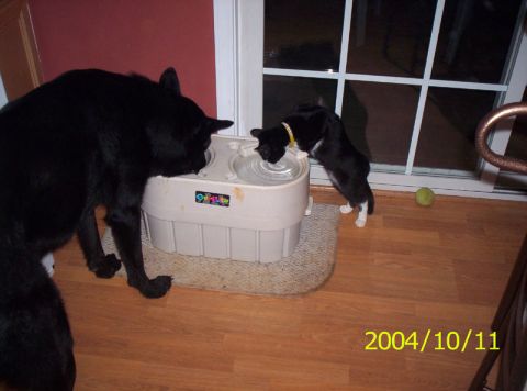 1986 Ford Bronco - Two cats and a dog share a water fountain indoors. A green ball is visible on the wooden floor.