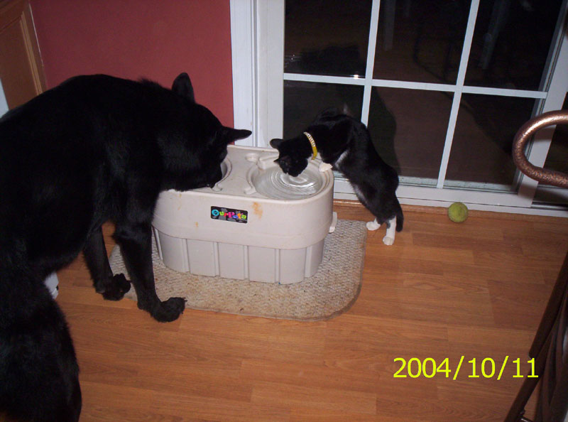 Black dog and black and white cat drink from a pet water fountain. Green ball on floor