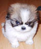 1996 Ford Bronco - A small, fluffy puppy sits looking directly at the camera.