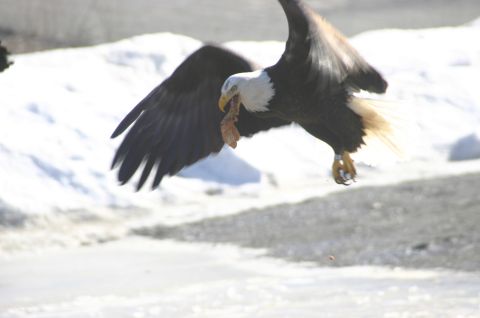 2003 Jeep TJ - A bald eagle soars through the air, clutching its meal, against a backdrop of snow-covered terrain.