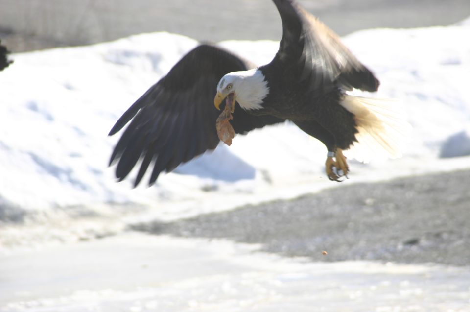 Bald eagle in flight carrying food, with snow in background