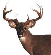 1991 Mazda Navajo - Buck deer with impressive antlers, captured in a close-up shot.