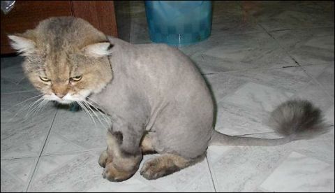 1997 Ford Crown Victoria - A cat with a lion-style haircut looks displeased while sitting on a tiled floor.