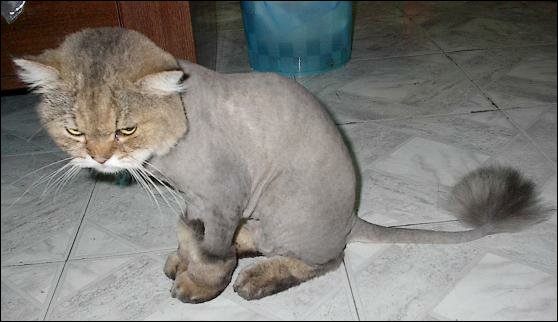 Cat with a lion cut, sitting on a tiled floor