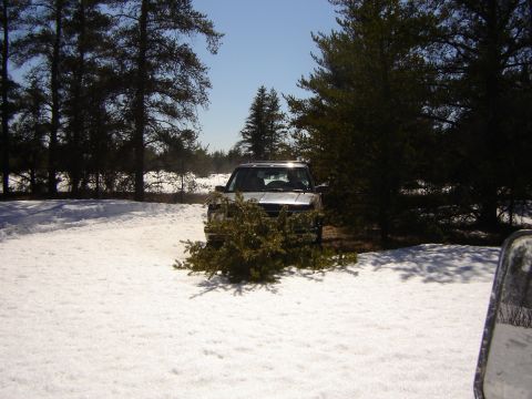 1978 Chevrolet C/K Pickup - A silver pickup truck is seen from the front, partially obscured by a small evergreen tree in a snowy outdoor setting.