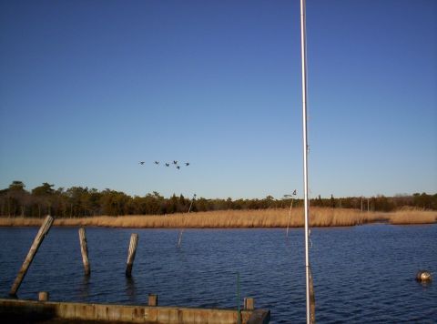 1995 Ford Bronco - A flock of birds flies across a clear blue sky above a tranquil body of water lined with tall reeds.