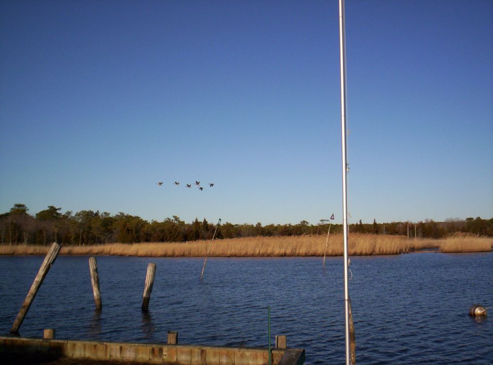 Birds flying over a calm waterway with reeds and wooden posts in the foreground