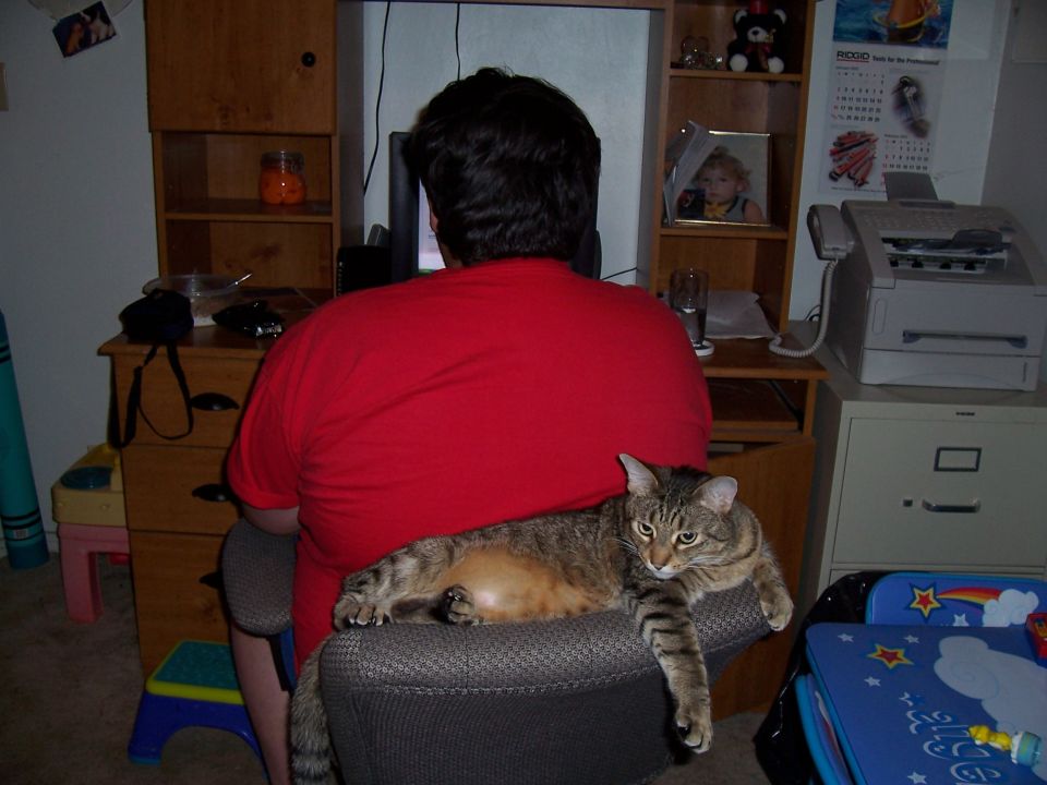 Person in red shirt at computer desk, tabby cat lounging on chair armrest