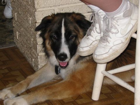 1997 Ford Crown Victoria - A dog rests indoors, with a person's feet in white sneakers and a stool nearby.