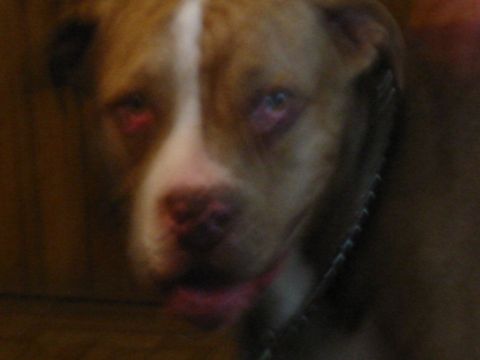 1997 Ford Crown Victoria - A close-up photo shows a dog's face with red eyes and a white blaze down its snout.