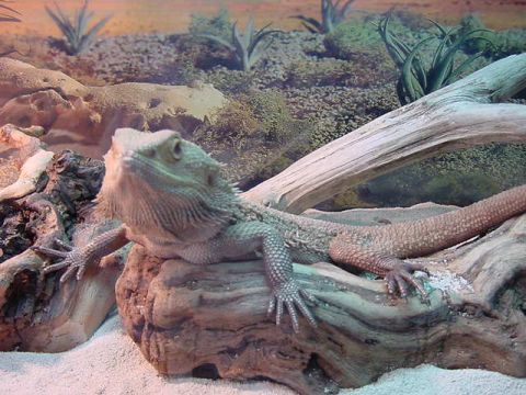 1995 BMW M3 - A bearded dragon rests on a piece of driftwood within its habitat, which includes sand and desert plants.