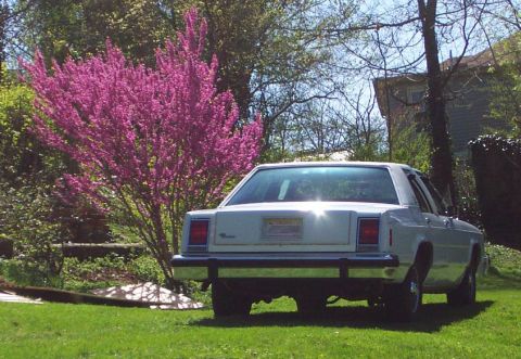 1985 Ford Crown Victoria LTD - A white sedan is parked on a grassy lawn next to a vibrant pink flowering tree.