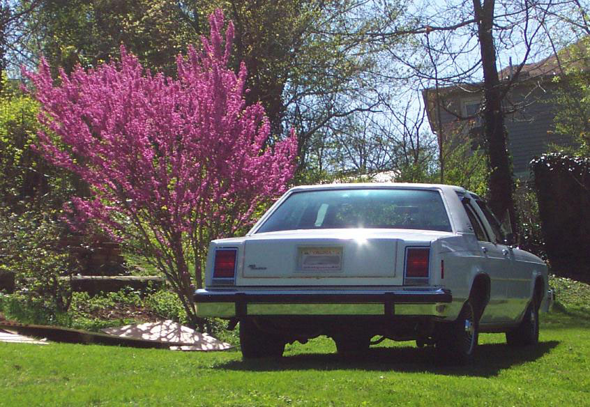 white sedan parked on grass next to a blooming pink tree