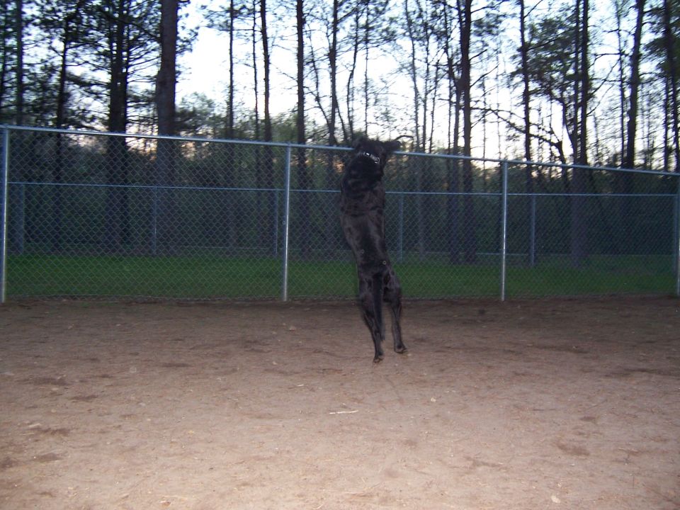 Black dog jumping in a fenced dirt dog park with trees behind
