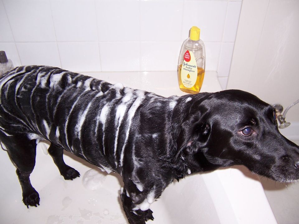 Wet black dog with soap suds in a bathtub beside a shampoo bottle