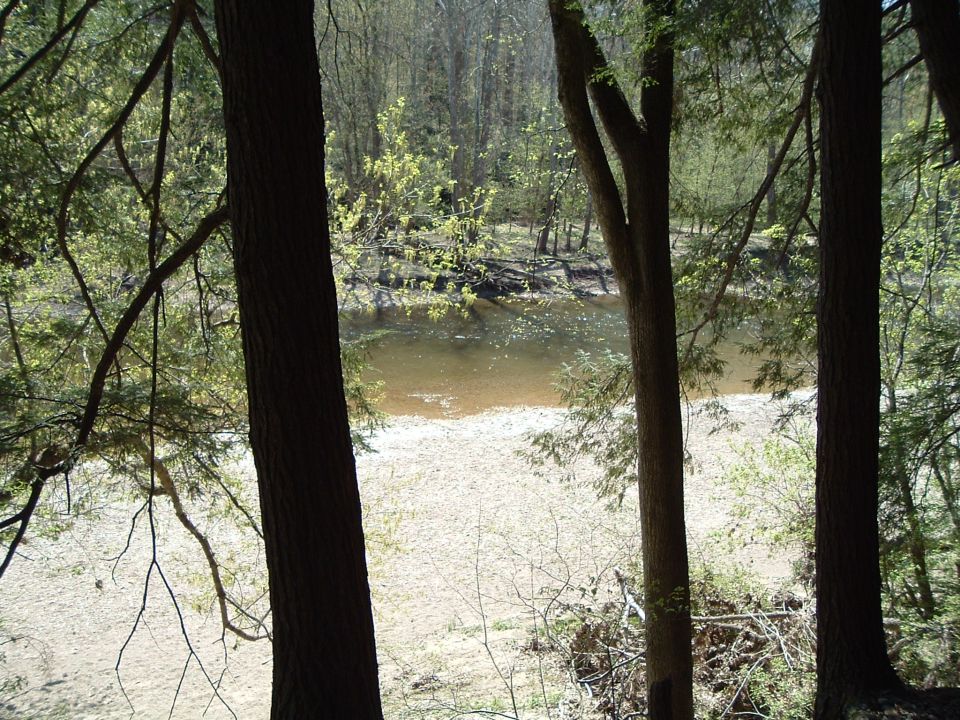 trees and riverbank with a small body of water