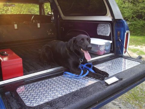 1978 Ford Bronco - Harley the Bronco Dog.