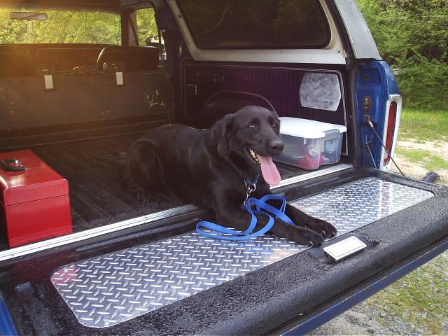 Harley the Bronco Dog.