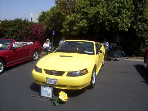 2002 Ford Mustang - A yellow 2002 Ford Mustang convertible is displayed with a rose and information card, parked next to a red convertible.