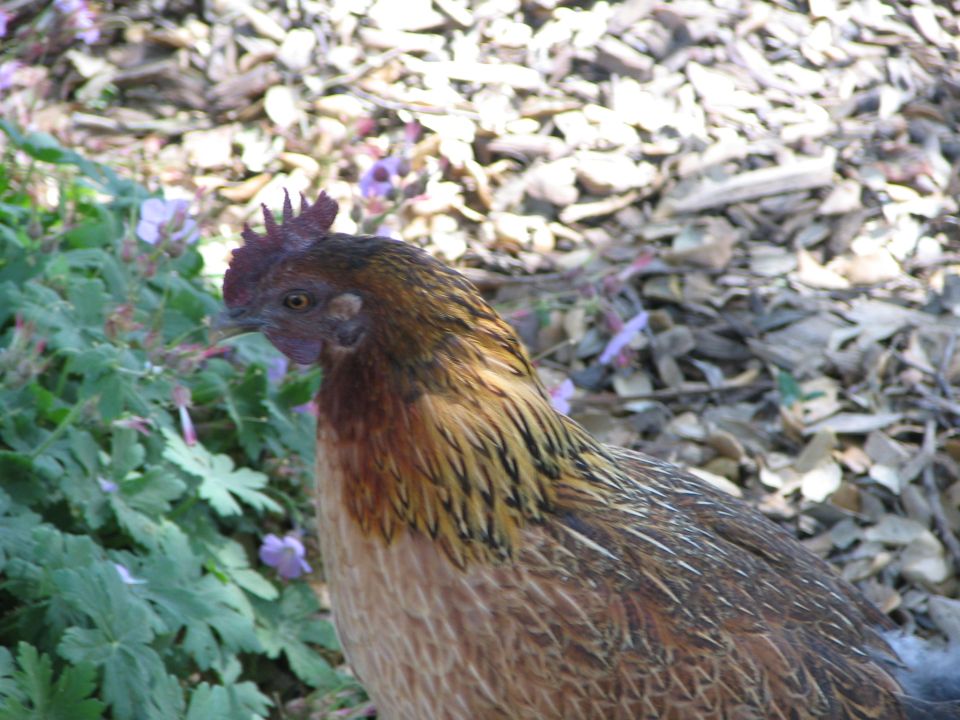 Chicken in front of green plants and leaf litter. Supermotors logo in lower right